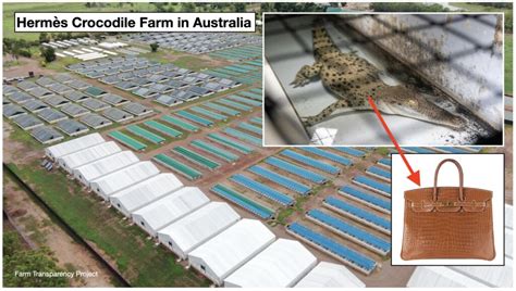 hermes buys crocodile farm|hermes animal cruelty.